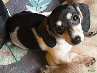 Dachshund dogs Maple - Ad 35