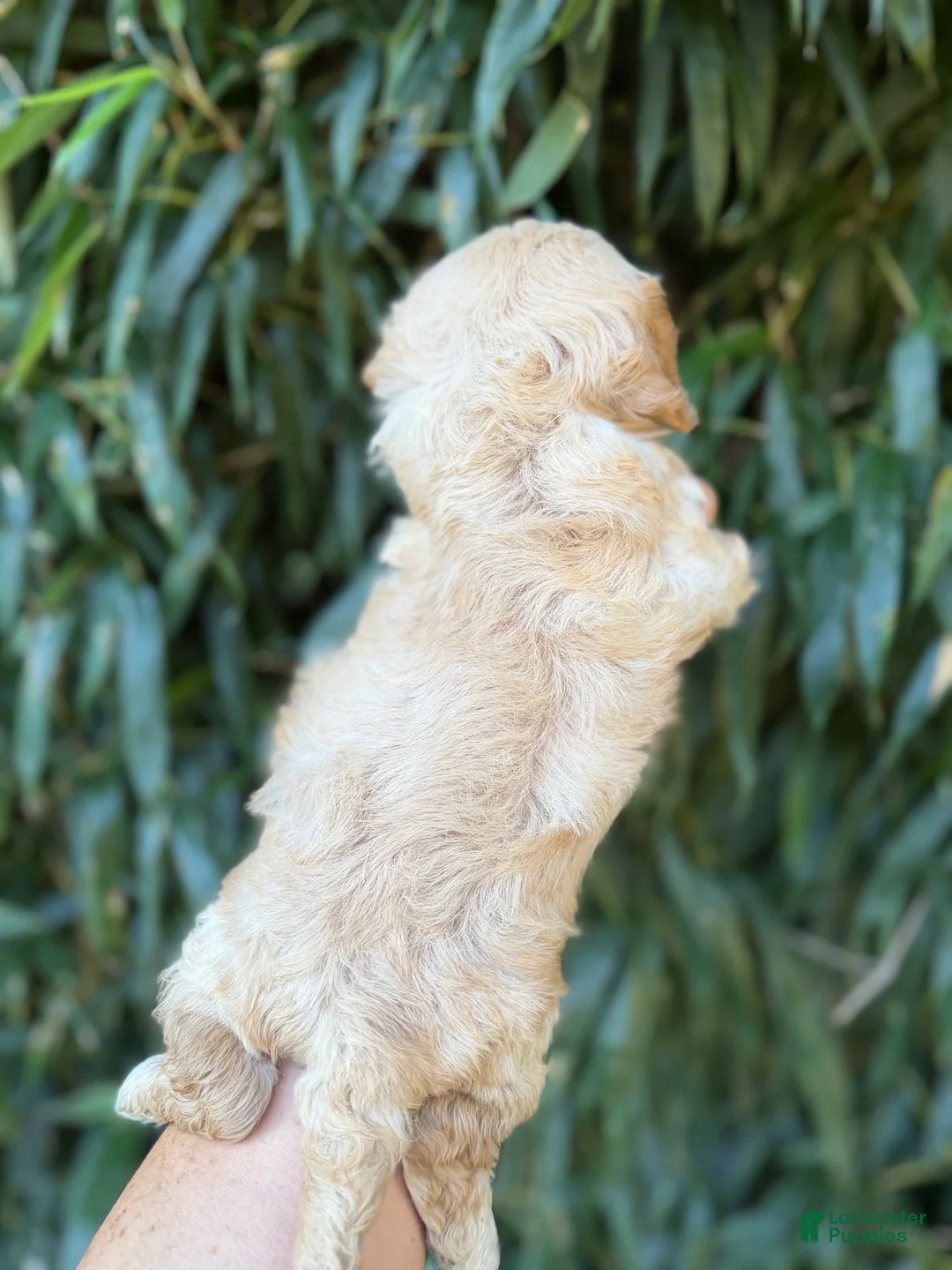 Cavachon dogs for sale: Cavachon 2 - Ad 2
