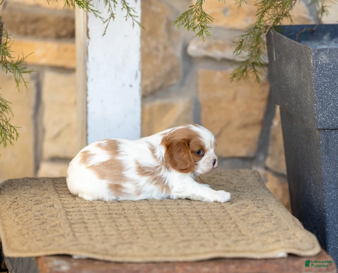 Cavalier King Charles Spaniel dogs for sale: AKC Willow - Ad 3