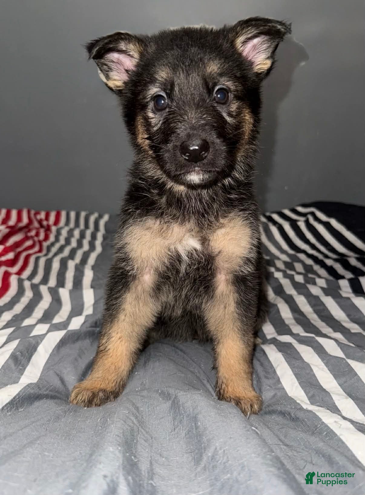 German Shepherd dogs for sale: Noelle - Ad 1