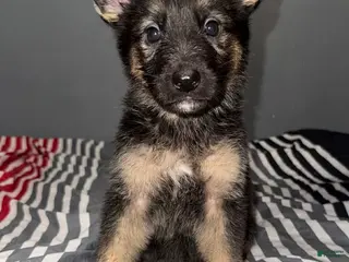 German Shepherd dogs for sale: Noelle - Ad 1