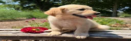 Golden Retriever dogs for sale: Jasper - Ad 7