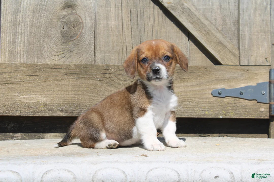 Mixed Breed dogs for sale: Nessie - Ad 1