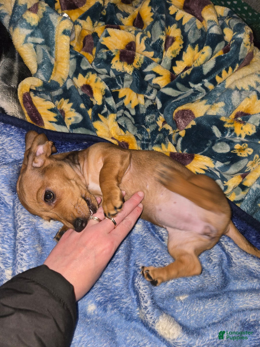 Miniature Dachshund dogs for sale: Miniature Dachshund Puppy 1 - Ad 4