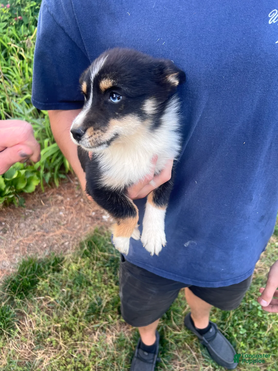 Mixed Breed dogs for sale: Mixed Breed 2 - Ad 3