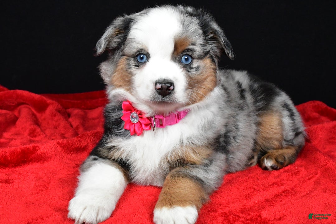 Miniature Australian Shepherd dogs for sale: Remi - Ad 8