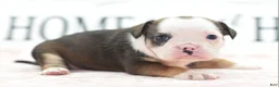 Mixed Breed dogs for sale: Queen - Ad 11