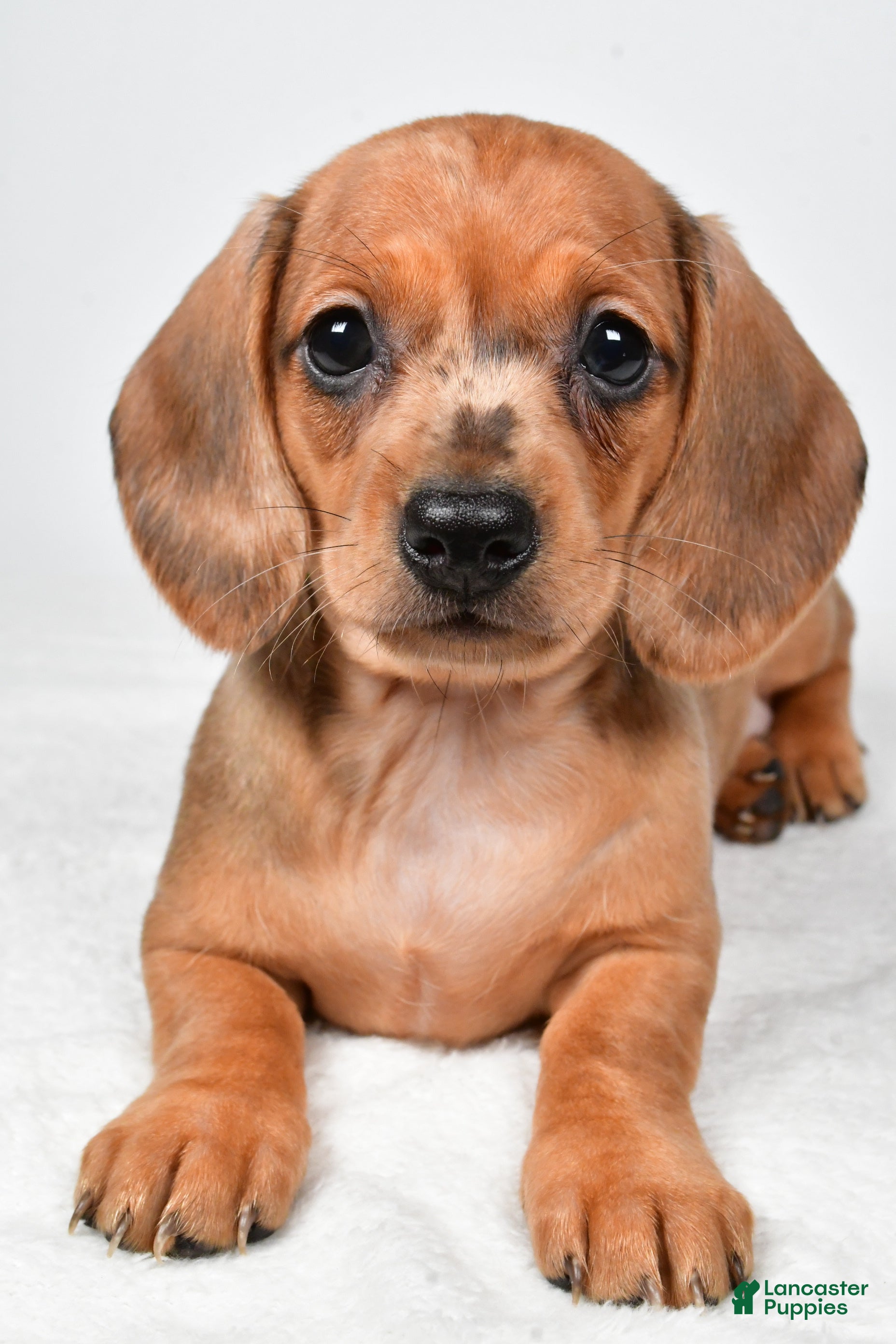 Dachshund dogs Daisy - Ad 2