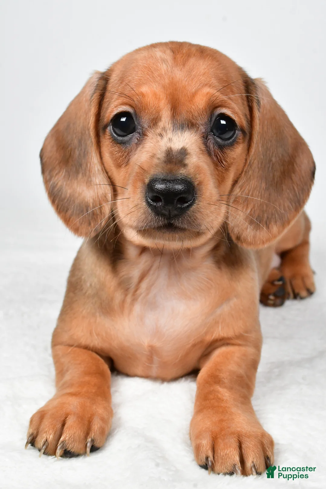 Dachshund dogs for sale: Daisy - Ad 2