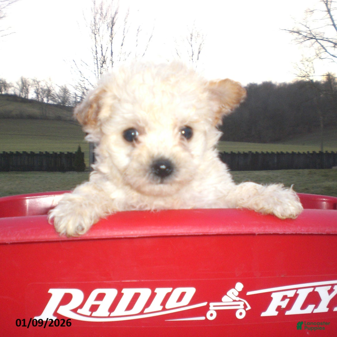 Yorkiepoo dogs for sale: Kelly - Ad 6