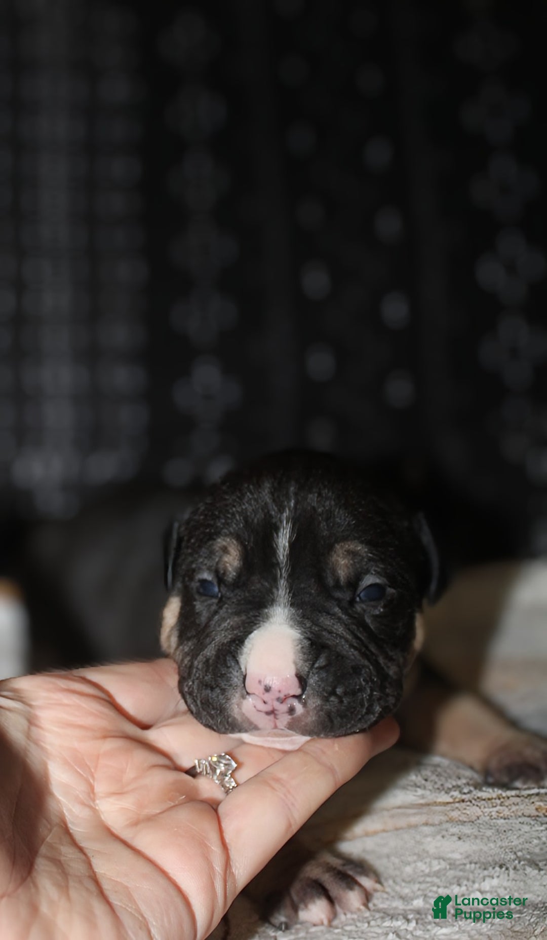 American Bully dogs for sale: Moose  - Ad 4
