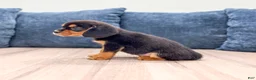 Beaglier dogs for sale: Wren - Ad 6