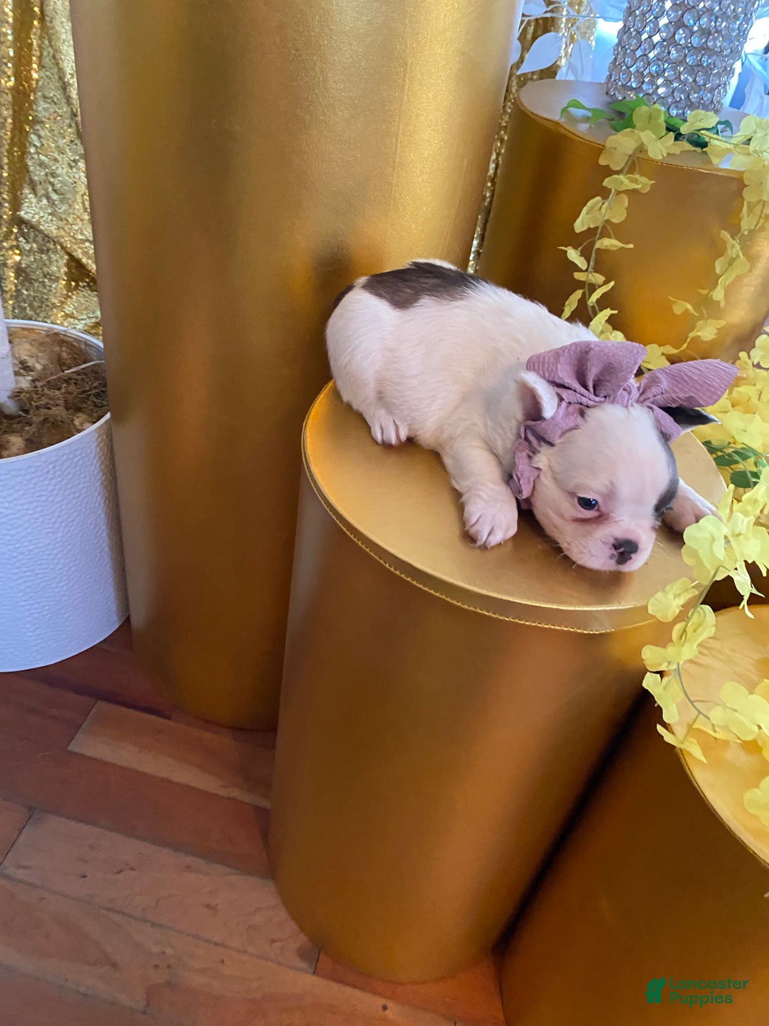 French Bulldog dogs for sale: Sage  - Ad 10