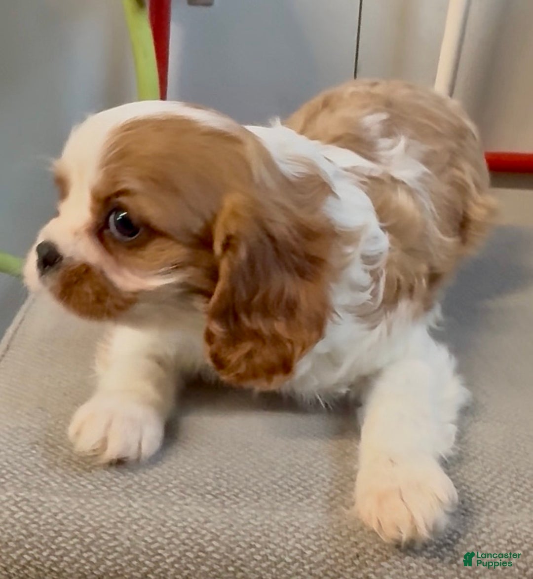 Cavalier King Charles Spaniel dogs for sale: Cammy - Ad 2