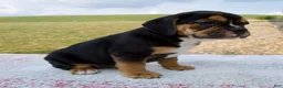 Beabull dogs for sale: Ginger - Ad 4