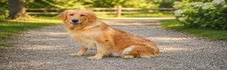 Golden Retriever dogs for sale: Peter - Ad 5