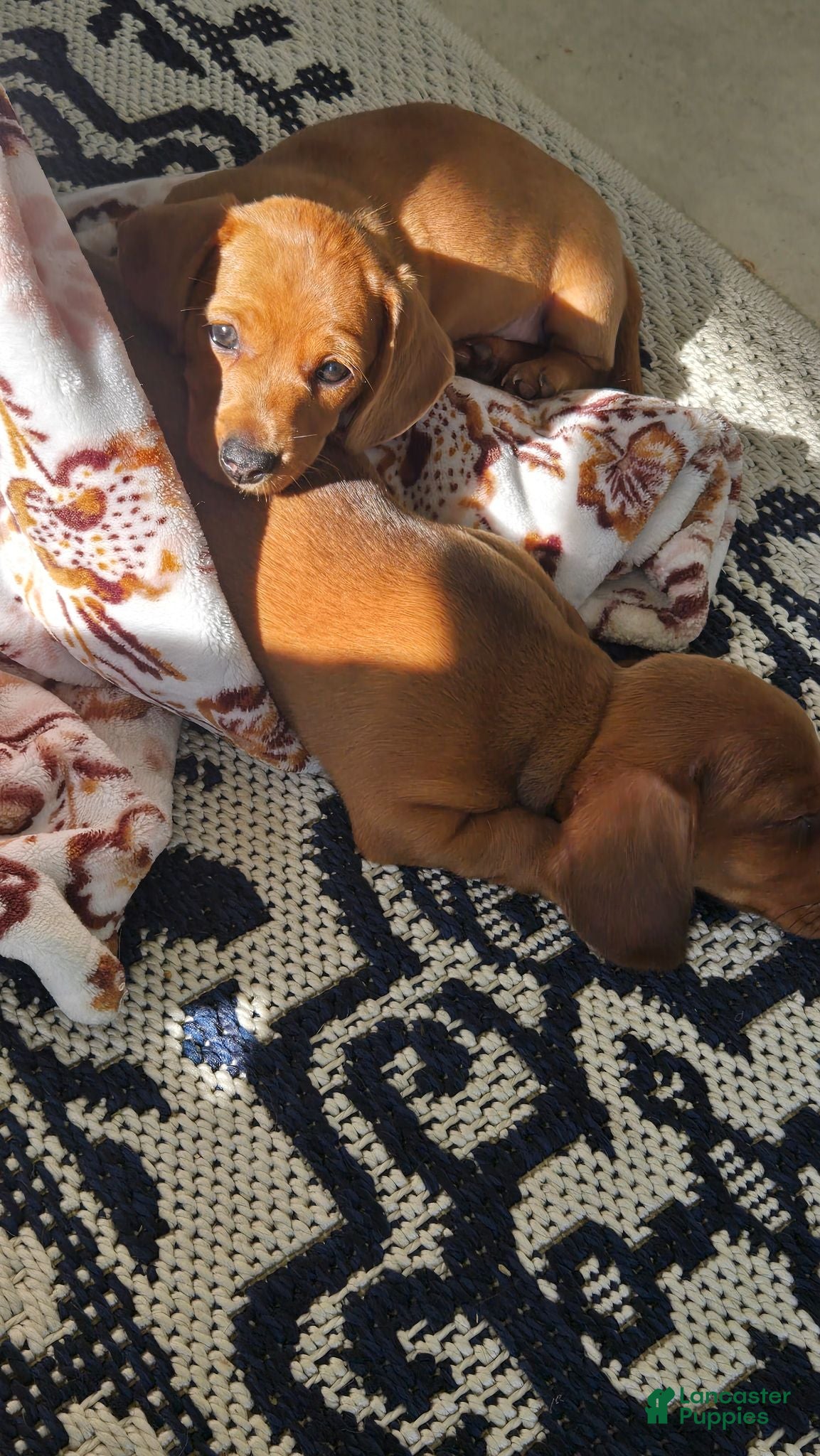 Miniature Dachshund dogs Miniature Dachshund 1 - Ad 2