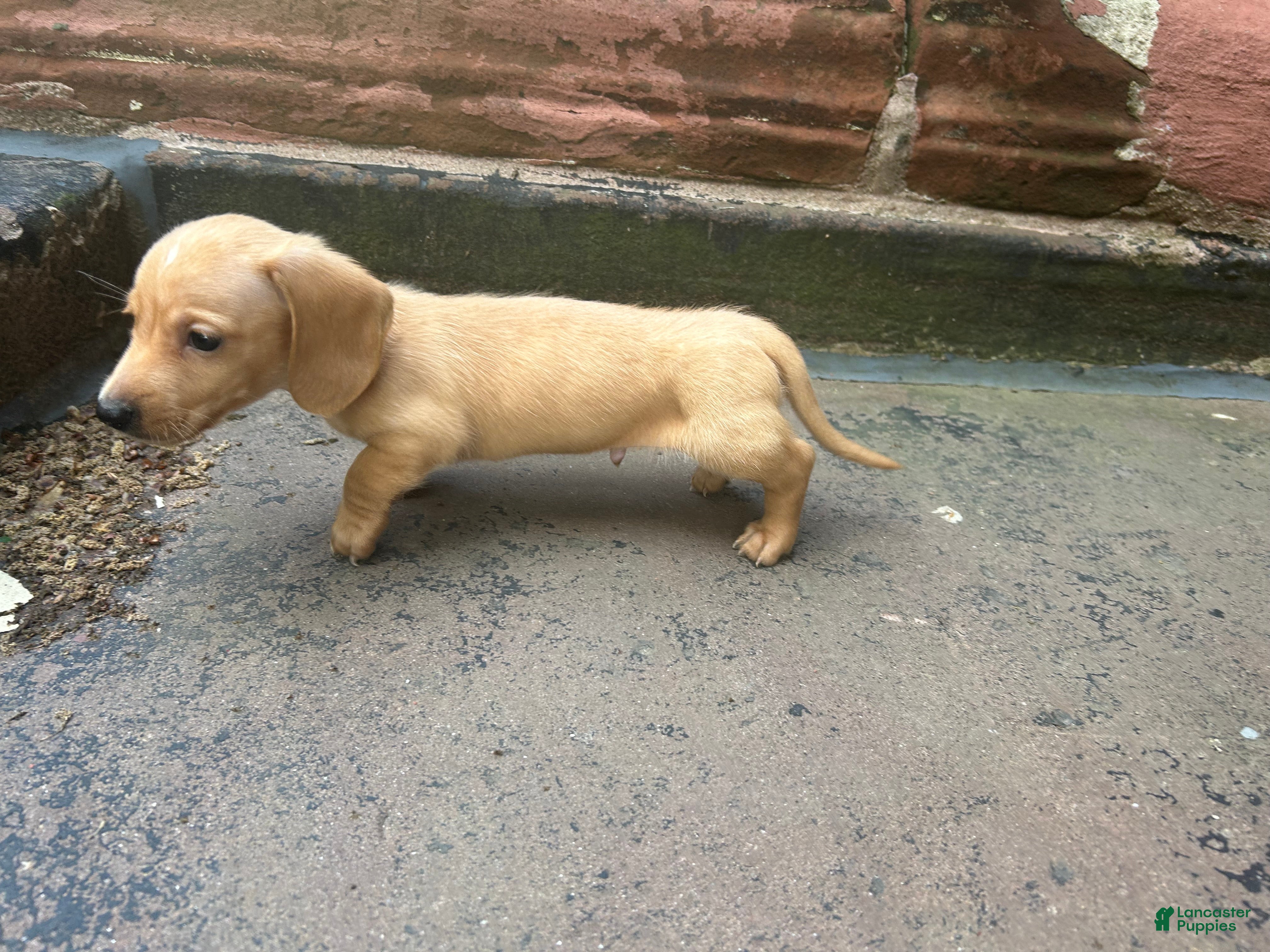 Miniature Dachshund dogs Cream Miniature Dachshund Puppy  - Ad 1