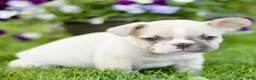 French Bulldog dogs for sale: Roscoe  - Ad 4
