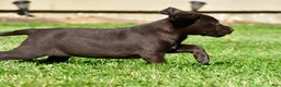 Labrador Retriever dogs for sale: Java - Ad 17