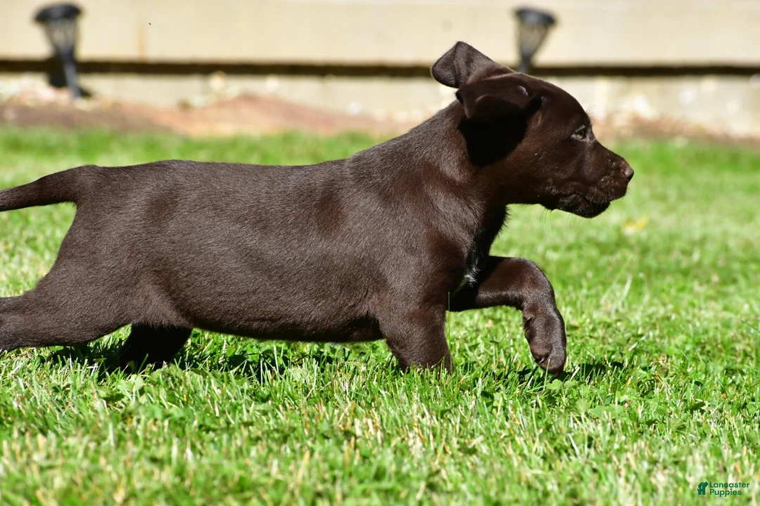 Labrador Retriever dogs for sale: Java - Ad 17