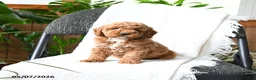 Mini Goldendoodle dogs for sale: Lachlan - Ad 5
