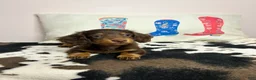 Miniature Dachshund dogs for sale: Miley - Ad 1
