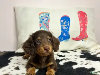 Miniature Dachshund dogs Miley - Ad 12
