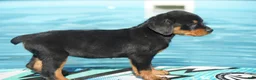 Rottweiler dogs for sale: Rottweiler F3 - Ad 6