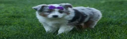 Australian Shepherd dogs for sale: MUFFIN - Ad 5