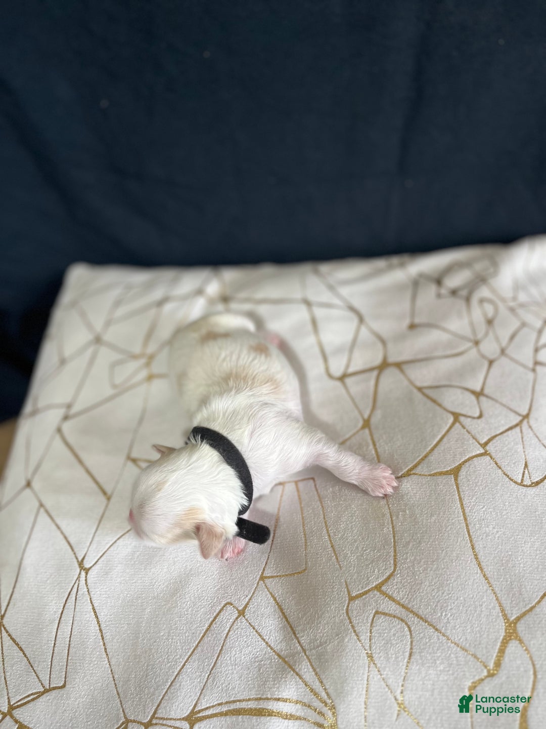 Shih Tzu dogs for sale: Maple - Ad 4