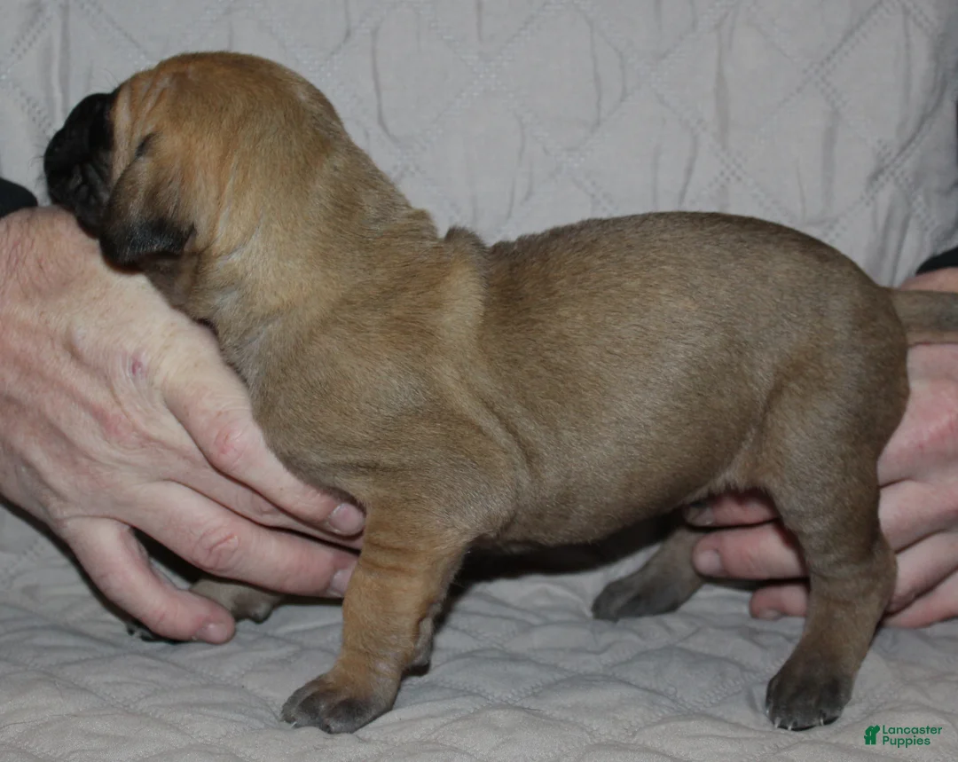 Great Dane dogs for sale: Sirius - Ad 2