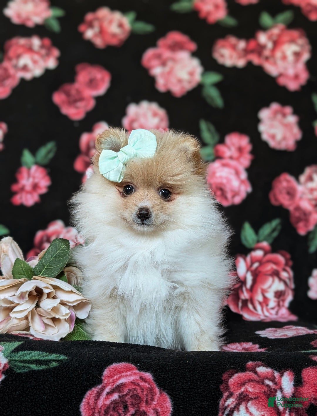 Pomeranian dogs for sale: Dustee - Ad 2