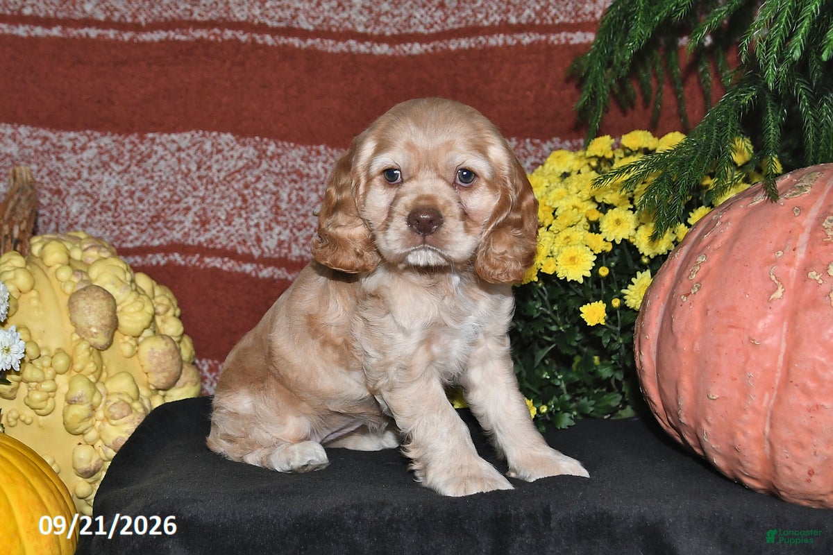 Cocker Spaniel dogs Lilly - Ad 1