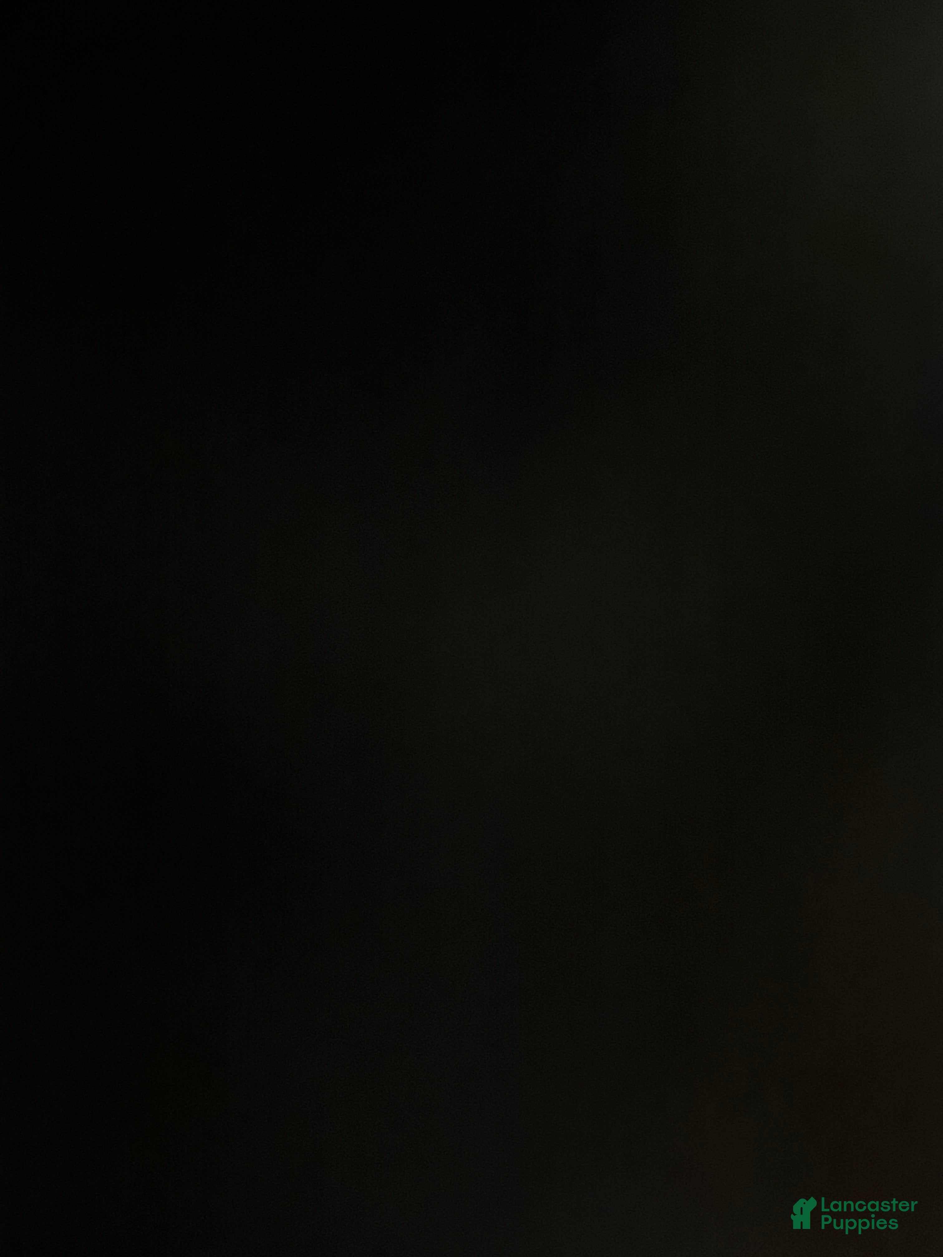 Goberian dogs error - Ad 19