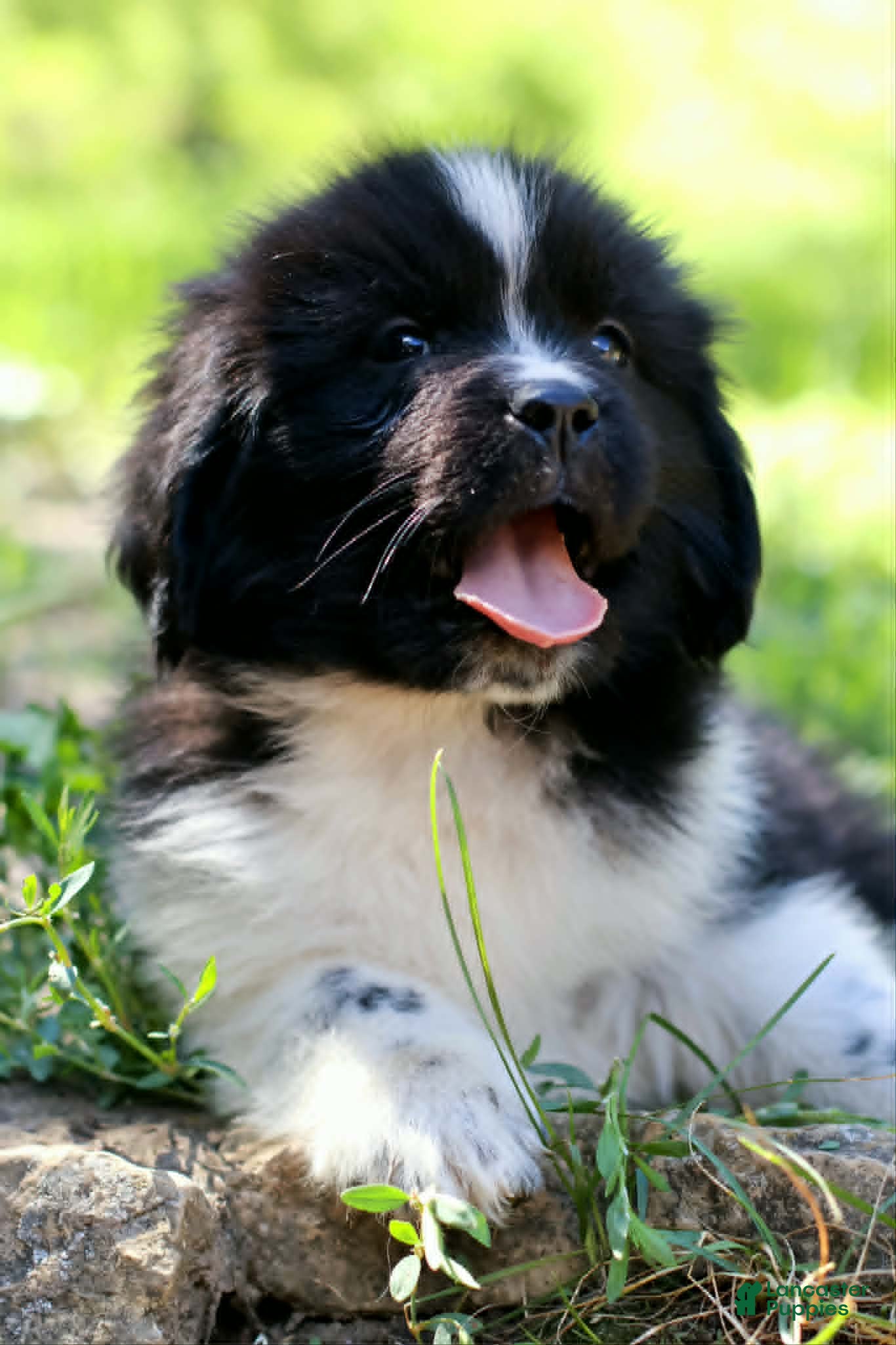 Newfoundland dogs Rosalina - Ad 2