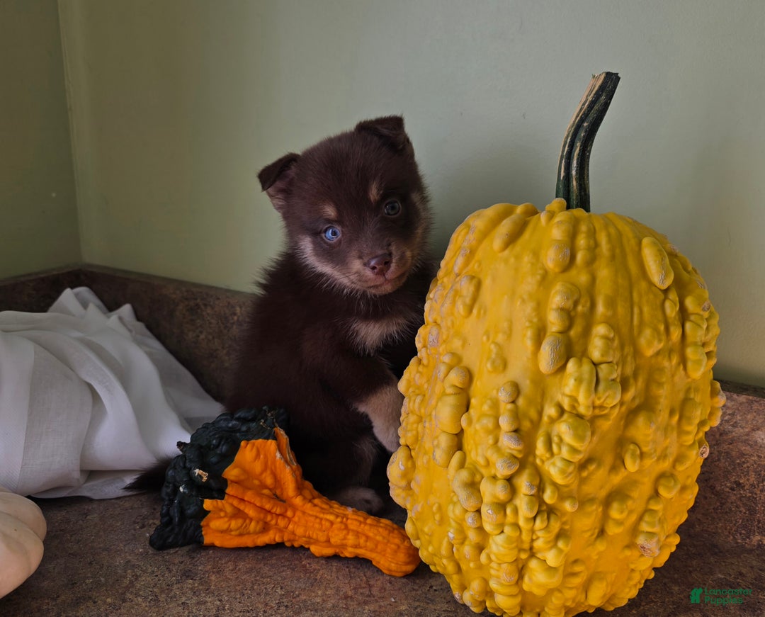 Mixed Breed dogs for sale: Mixed Breed Puppy 3 - Ad 3