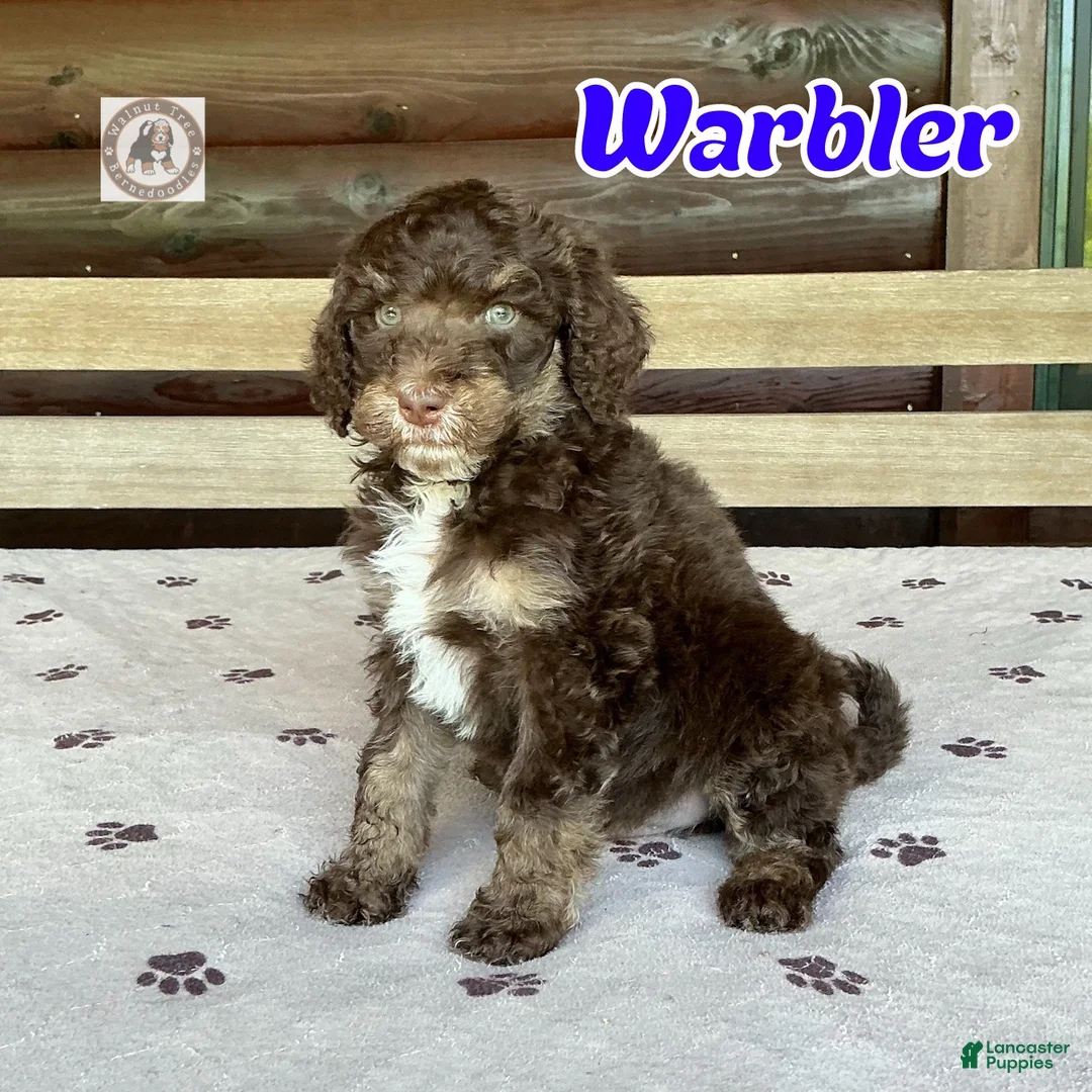Bernedoodle dogs for sale: Warbler - Ad 1