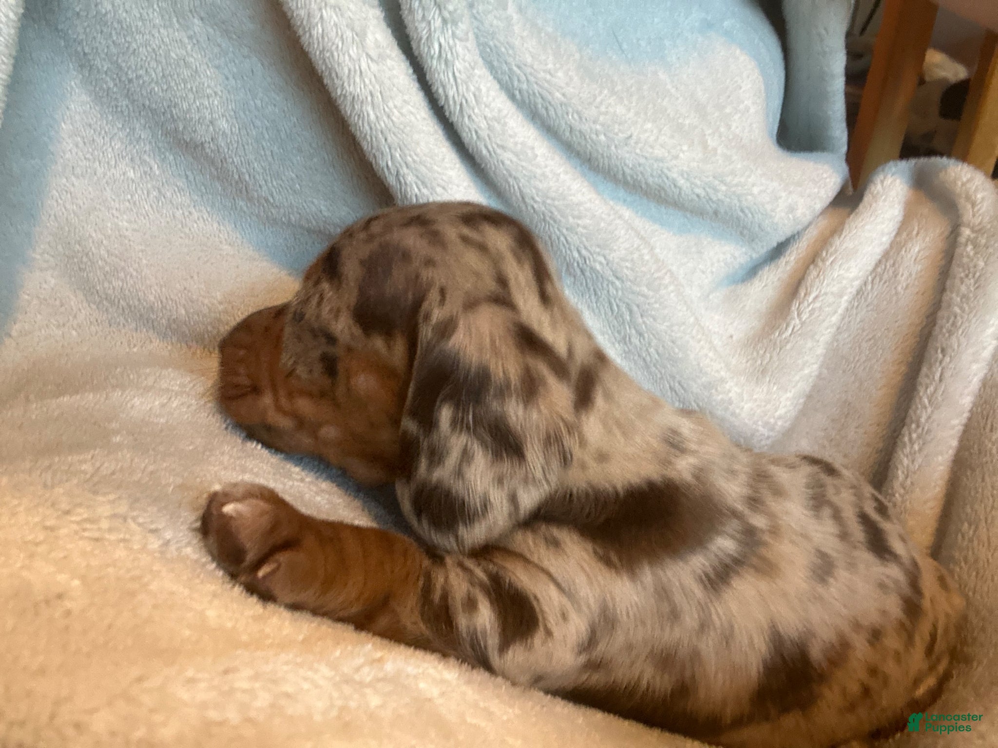 Miniature Dachshund dogs Reese Cup - Ad 14