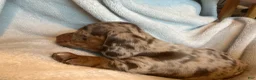 Miniature Dachshund dogs for sale: Reese Cup - Ad 1