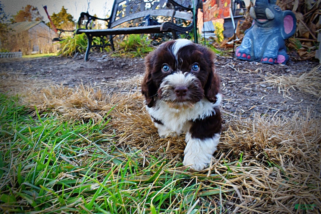 Havapoo dogs for sale: Pilot - Ad 8