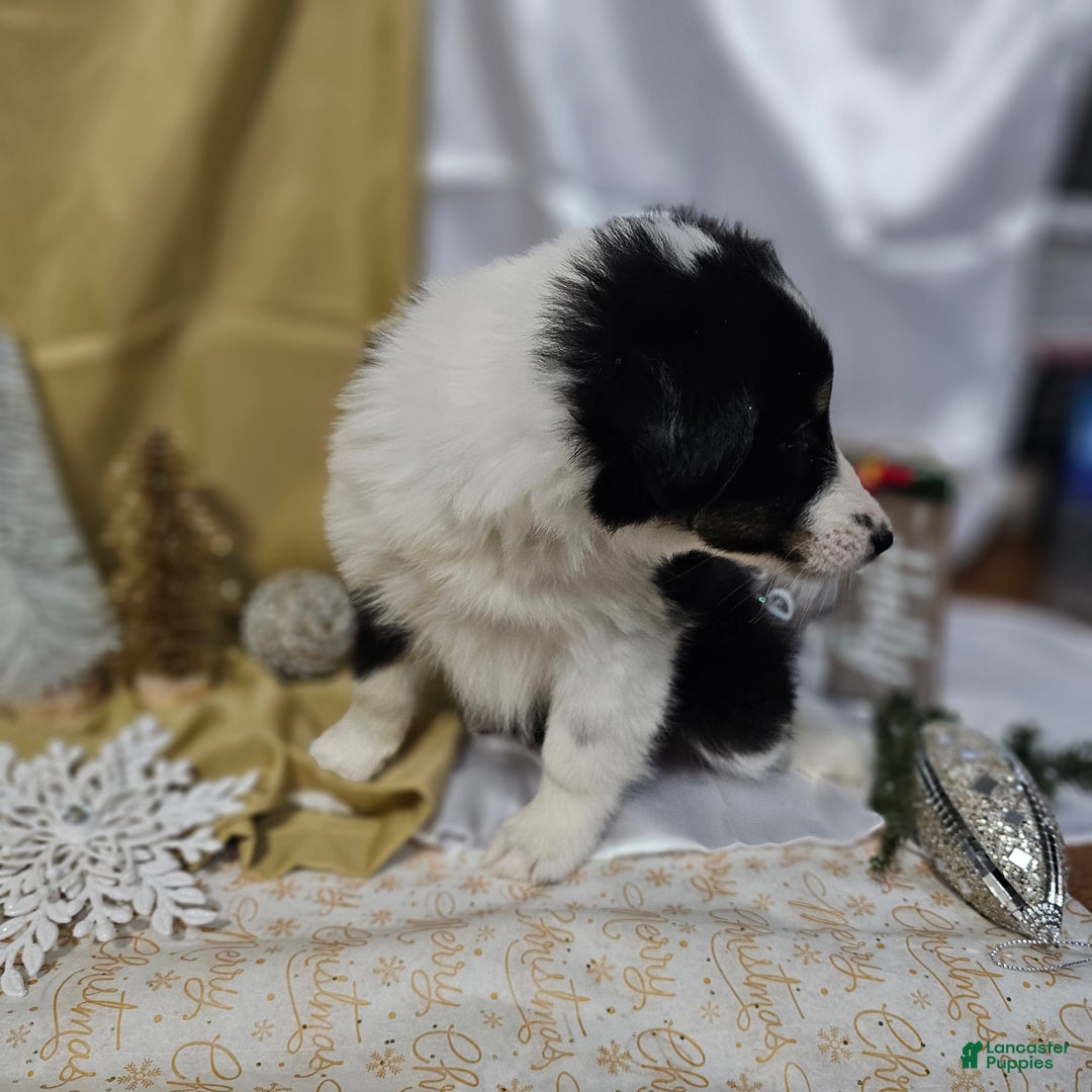 Shetland Sheepdog dogs for sale: Sugarplum - Ad 12