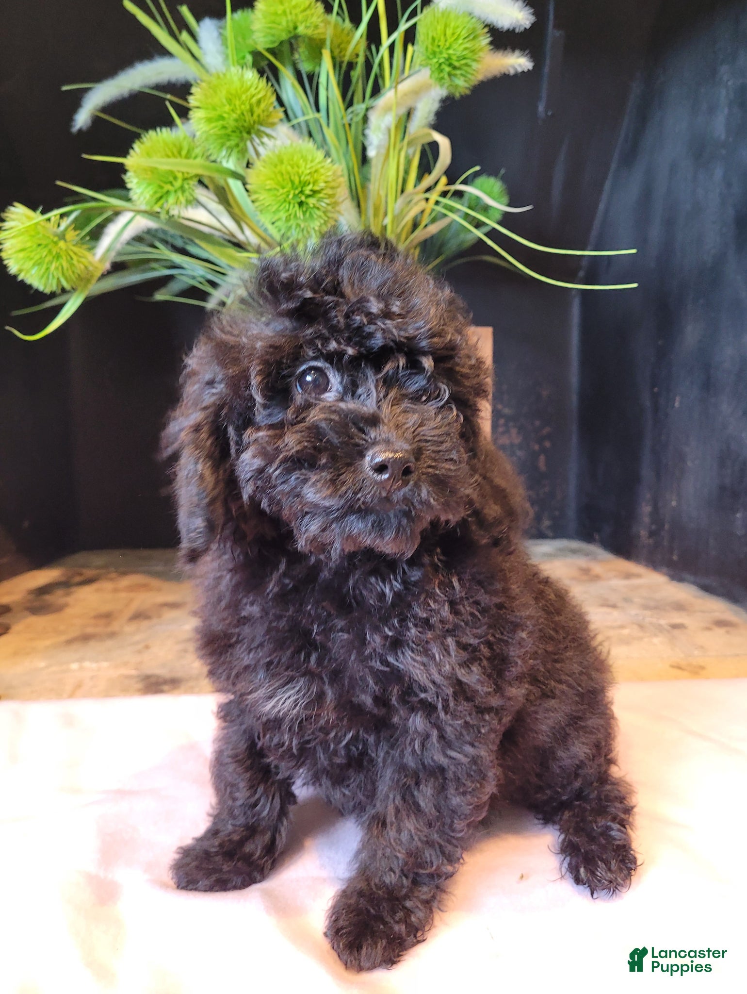 Cavapoo dogs Lily - Ad 2