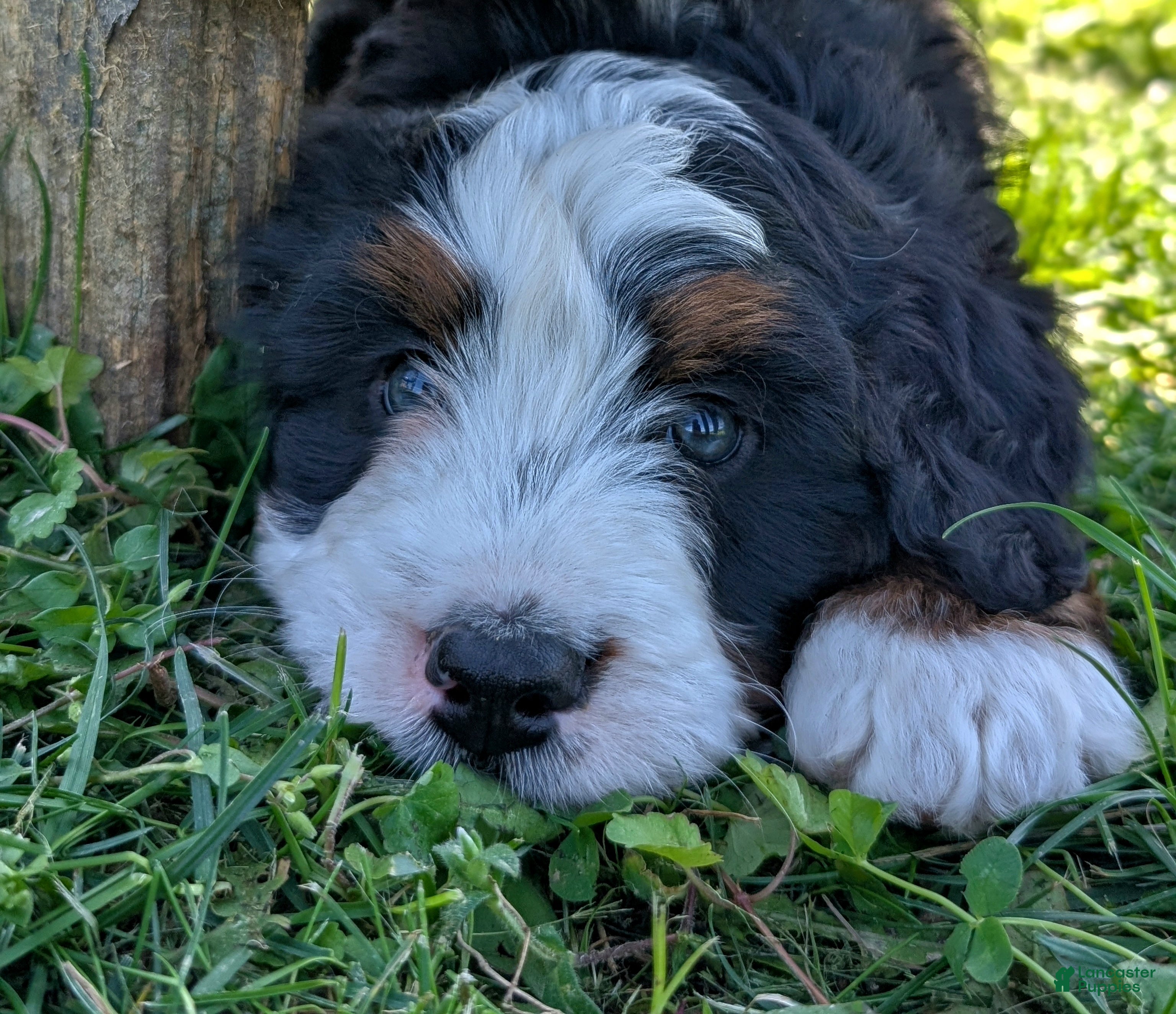 Bernedoodle dogs Scotty  - Ad 2