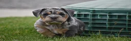 Beabull dogs for sale: Athena  - Ad 4