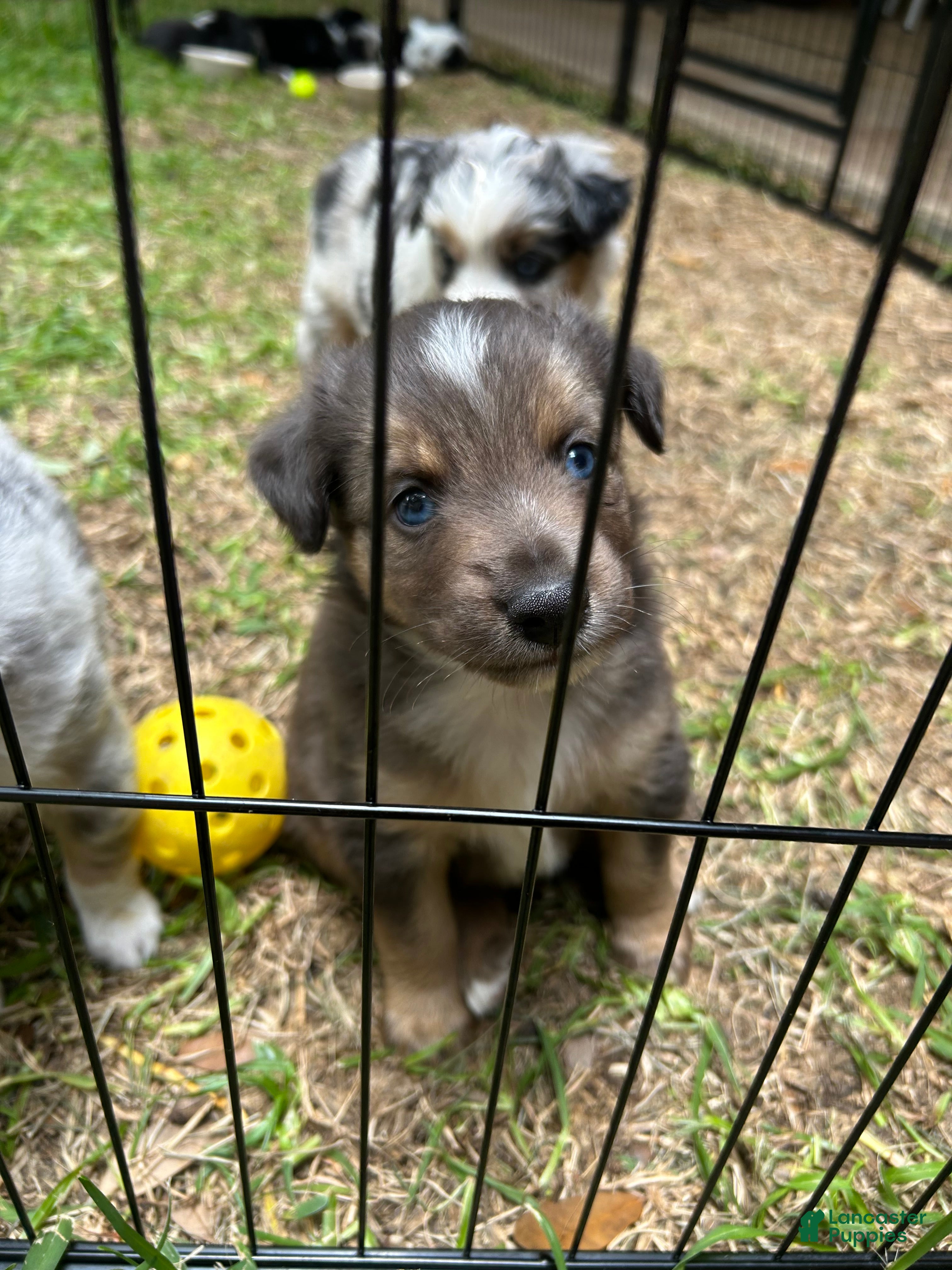 Miniature Australian Shepherd dogs Nixon - Ad 12