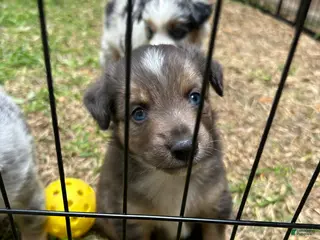 Miniature Australian Shepherd dogs Nixon - Ad 12