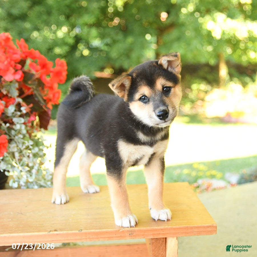 Shiba Inu dogs Kitkat - Ad 1