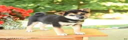Shiba Inu dogs for sale: Kitkat - Ad 1