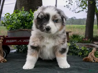 Australian Shepherd dogs Bandit - Ad 40